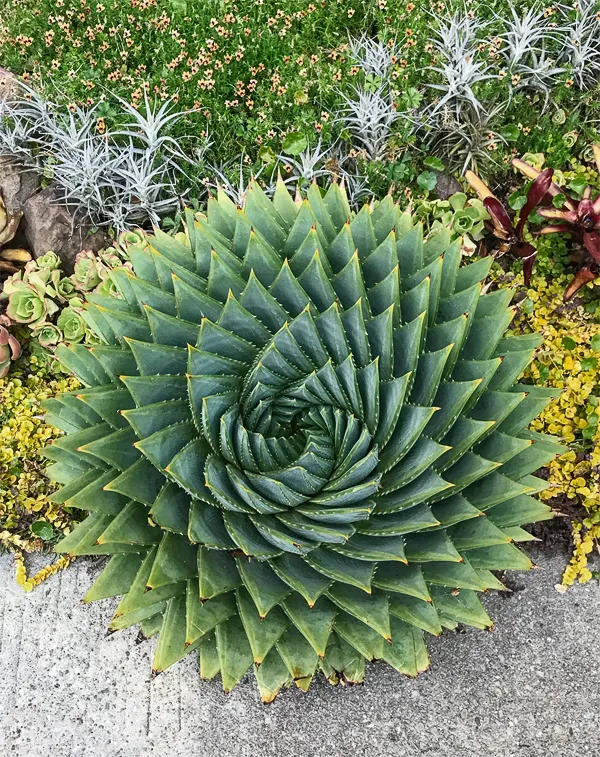 Aloe polyphylla, foto 2