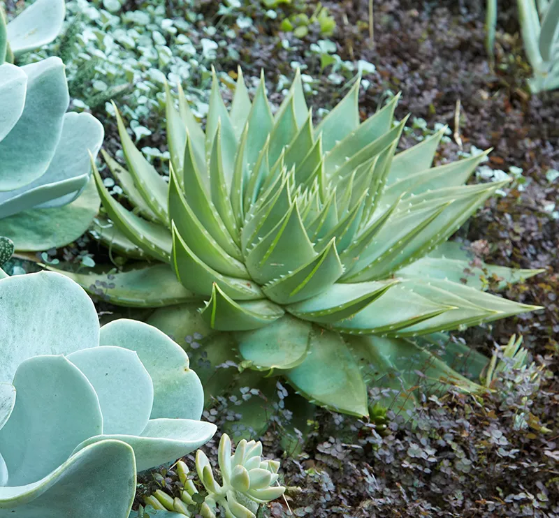 Aloe polyphylla, foto 3