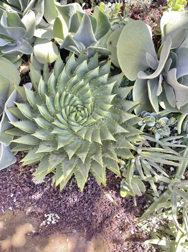 Aloe polyphylla, foto 4