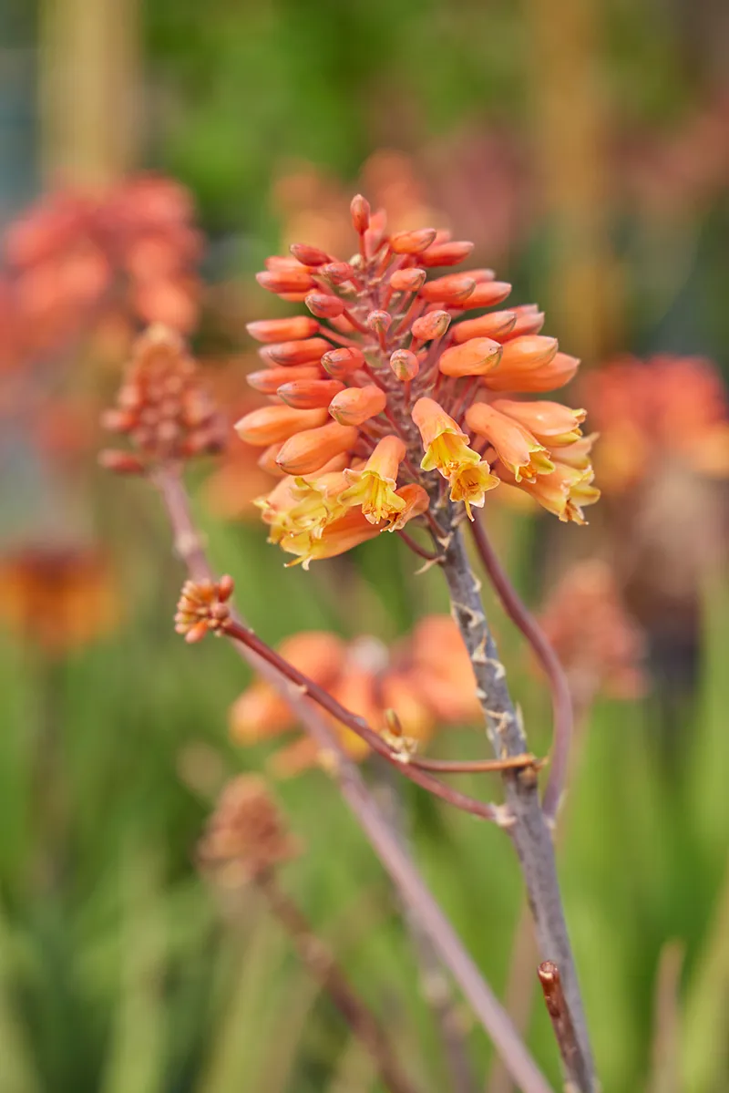 Aloe ‘Rooikappie’