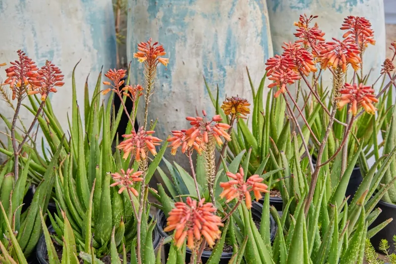 Aloe ‘Rooikappie’, foto 2