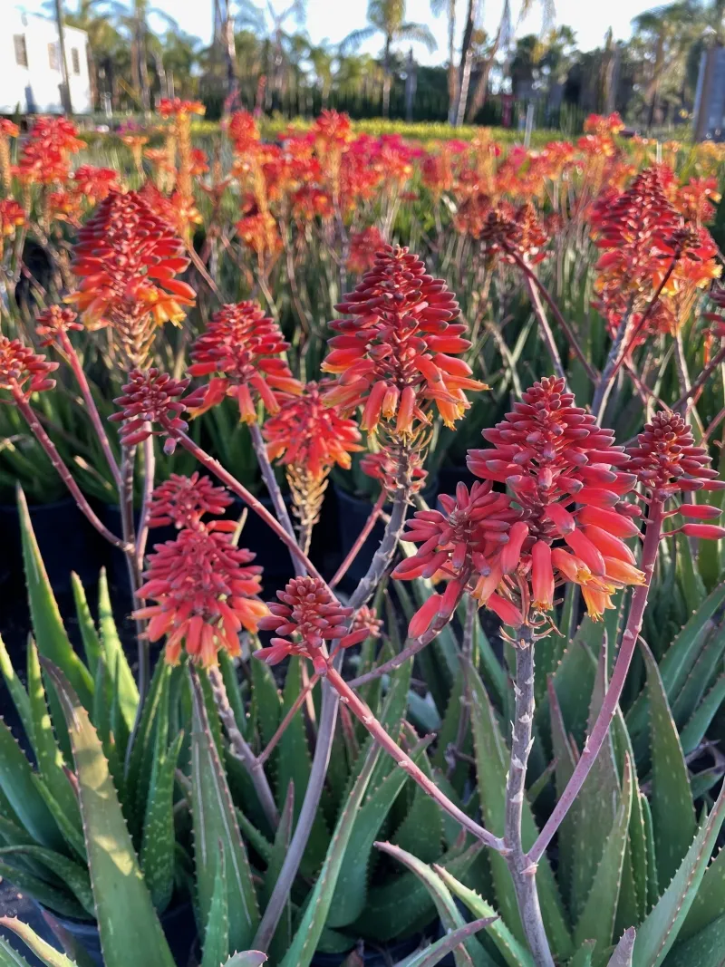 Aloe ‘Rooikappie’, foto 3