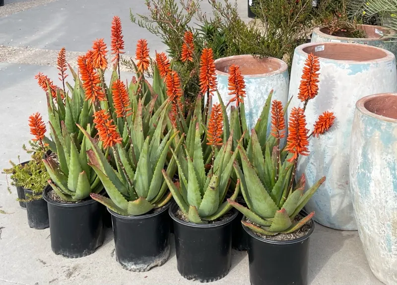 Aloe ‘Safari Orange’