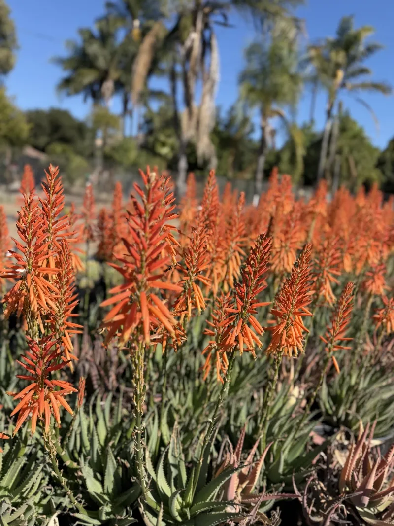 Aloe ‘Safari Orange’, foto 2