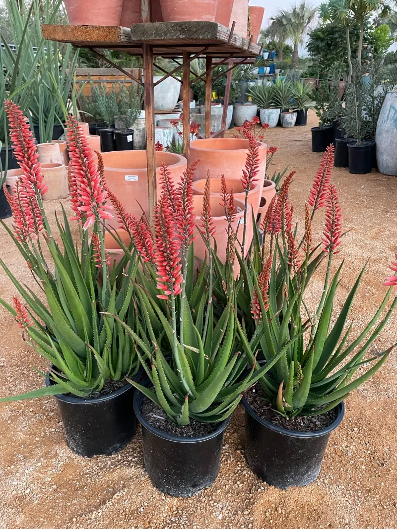 Aloe ‘Safari Rose’