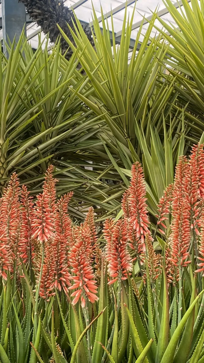 Aloe ‘Safari Rose’, foto 2