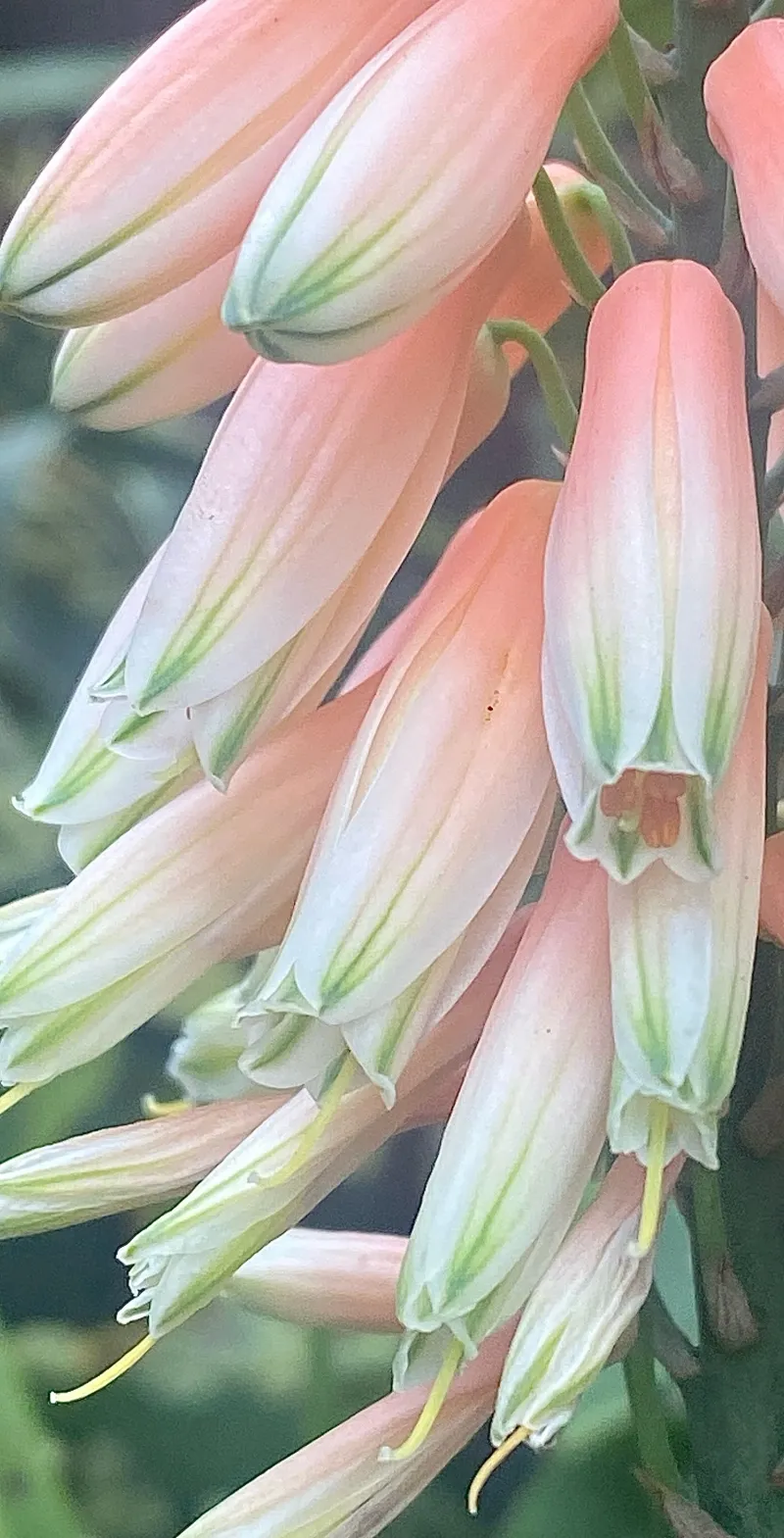 Aloe ‘Safari Rose’, foto 3