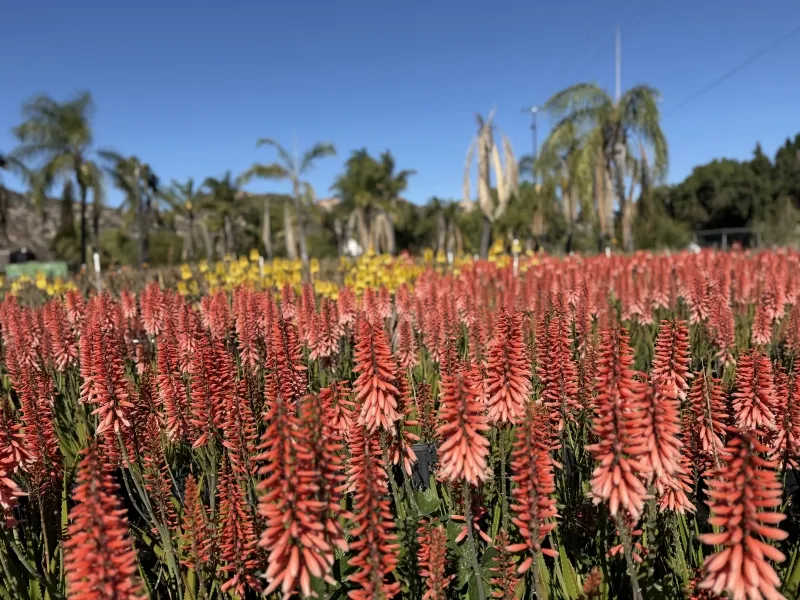 Aloe ‘Safari Rose’, foto 4