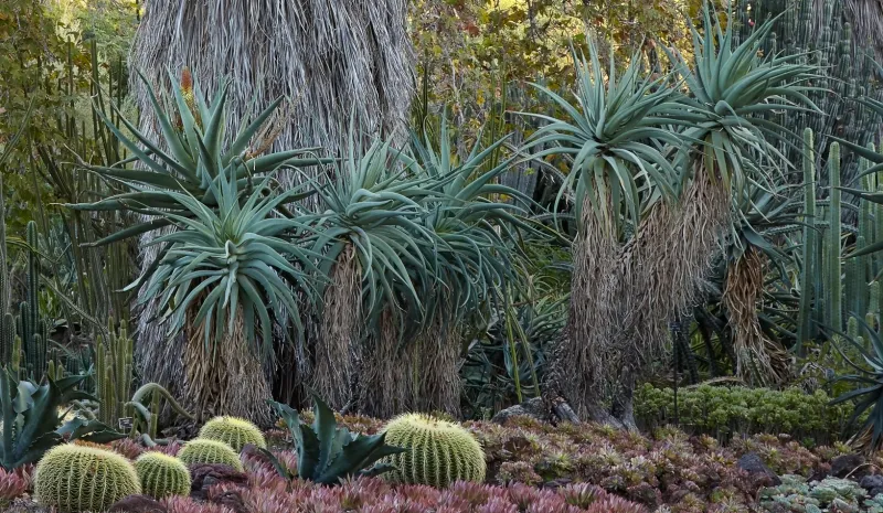 Aloe speciosa, foto 2