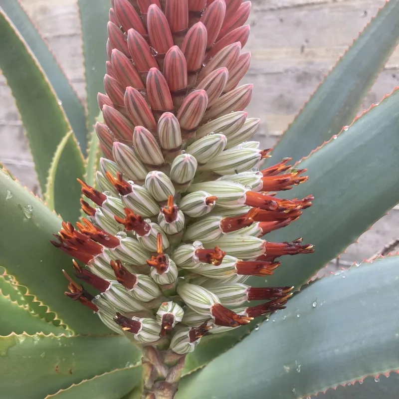 Aloe speciosa, foto 3