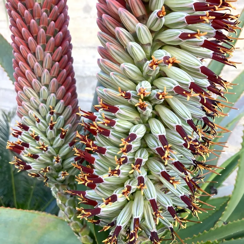 Aloe speciosa, foto 4