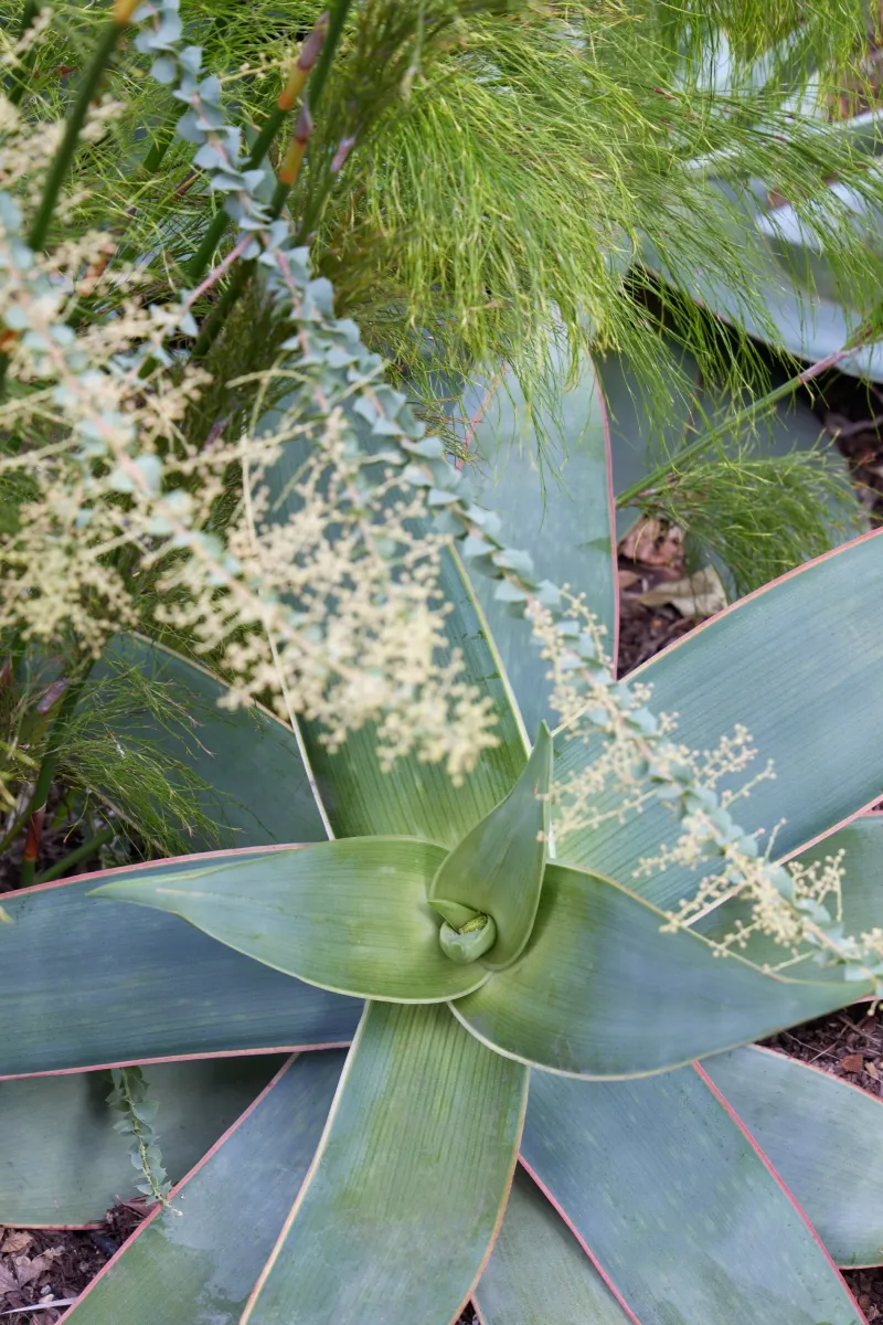 Aloe striata, foto 3