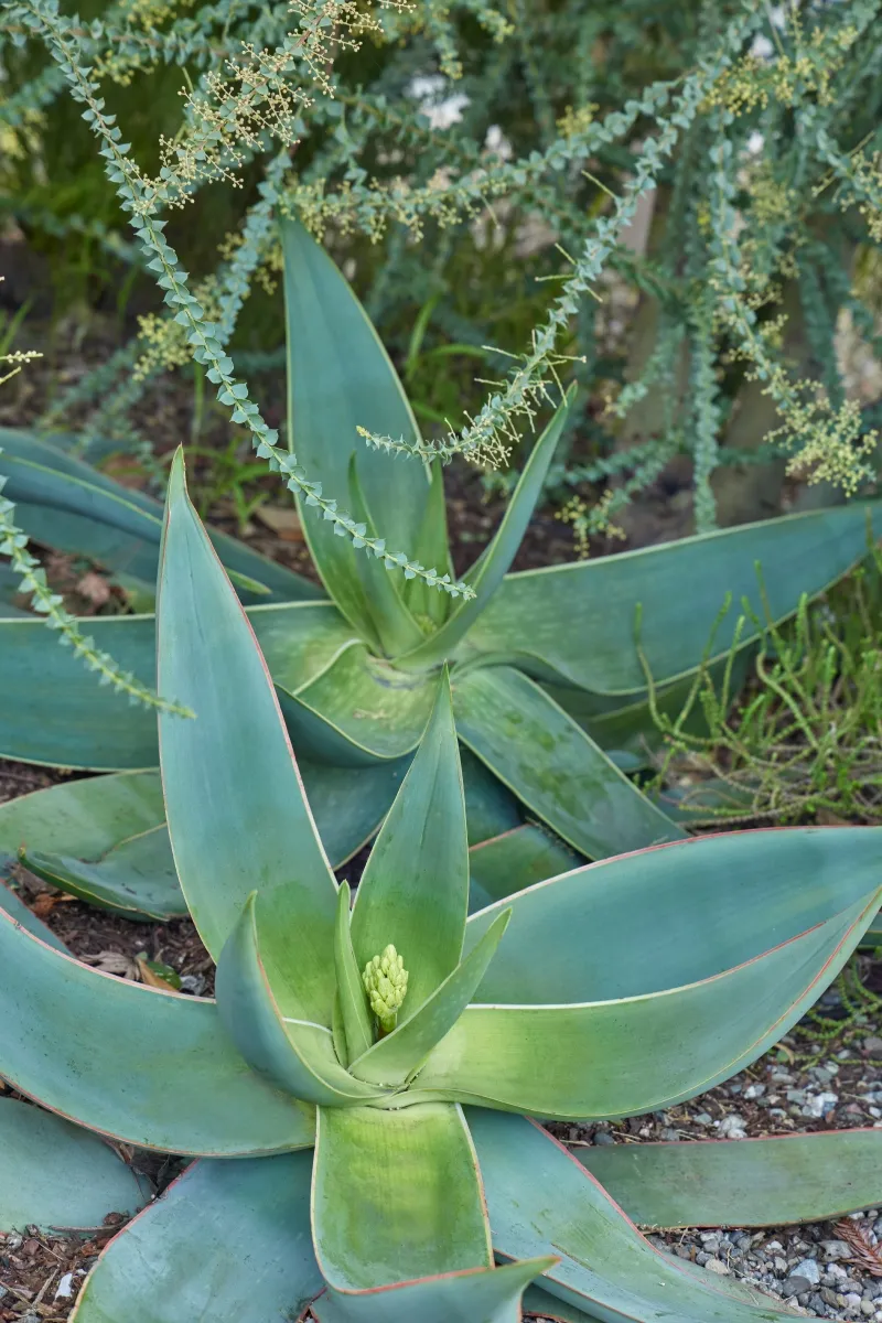 Aloe striata, foto 4