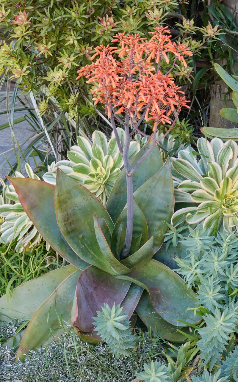 Aloe striata, foto 5