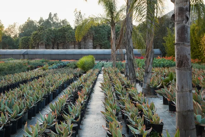 Aloe striata, foto 6