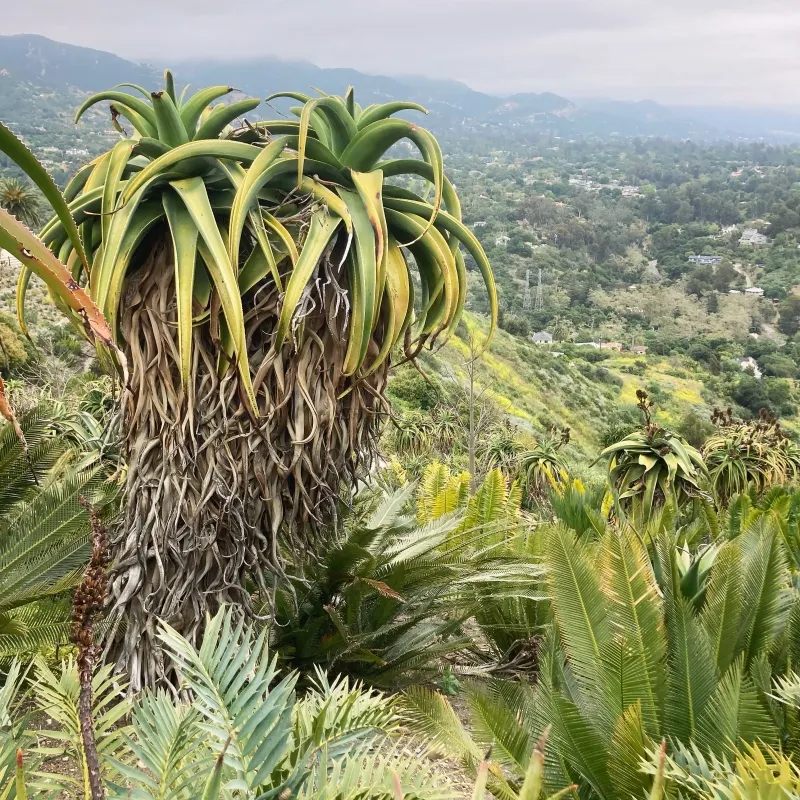 Aloe thraskii, foto 2