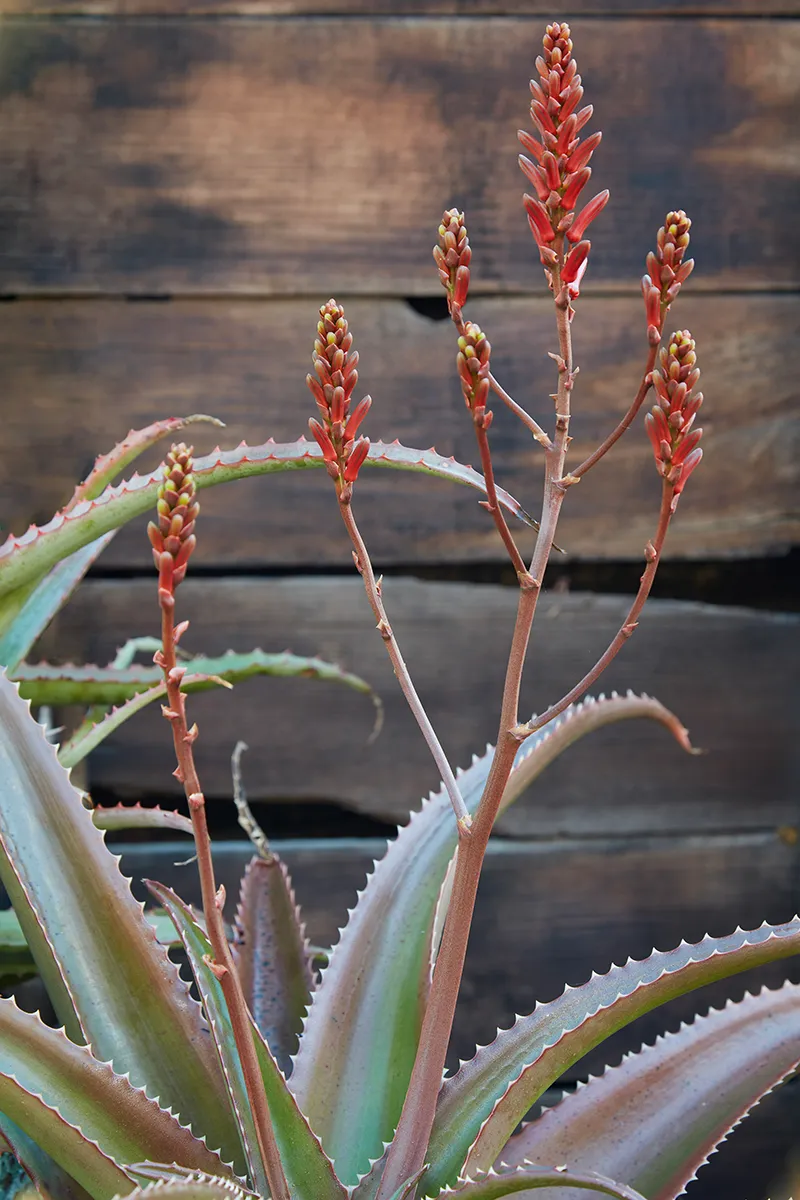 Aloe vaombe, foto 2