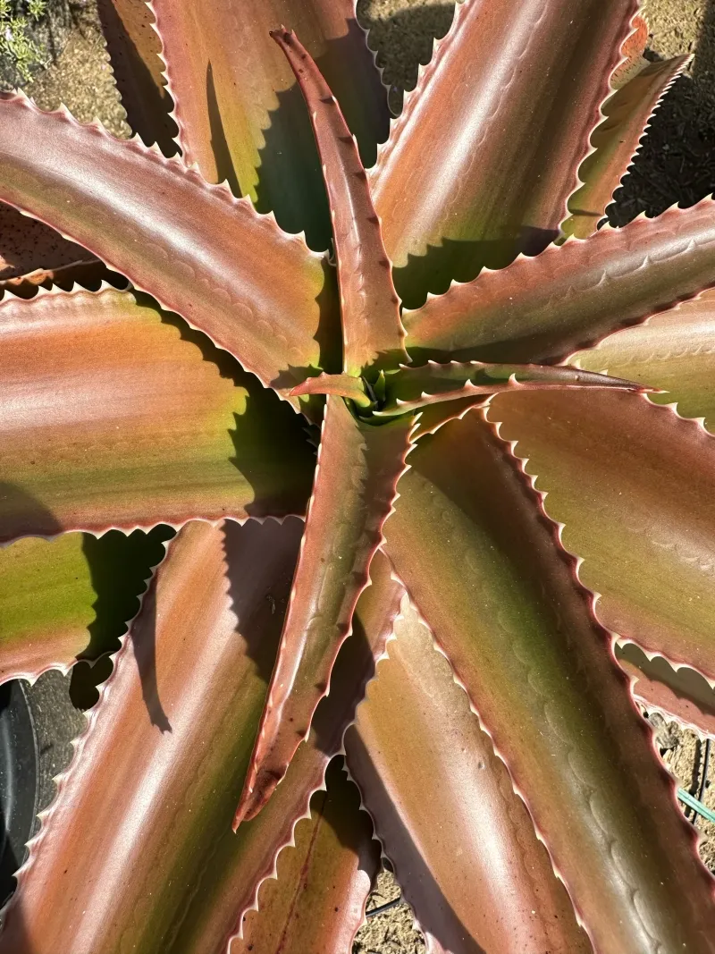 Aloe vaombe, foto 3