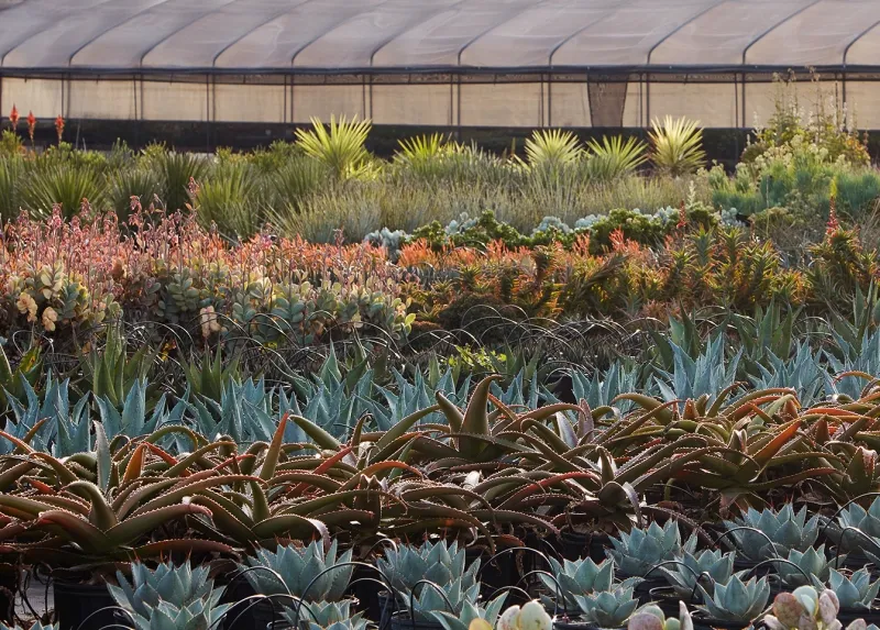 Aloe vaombe, foto 4