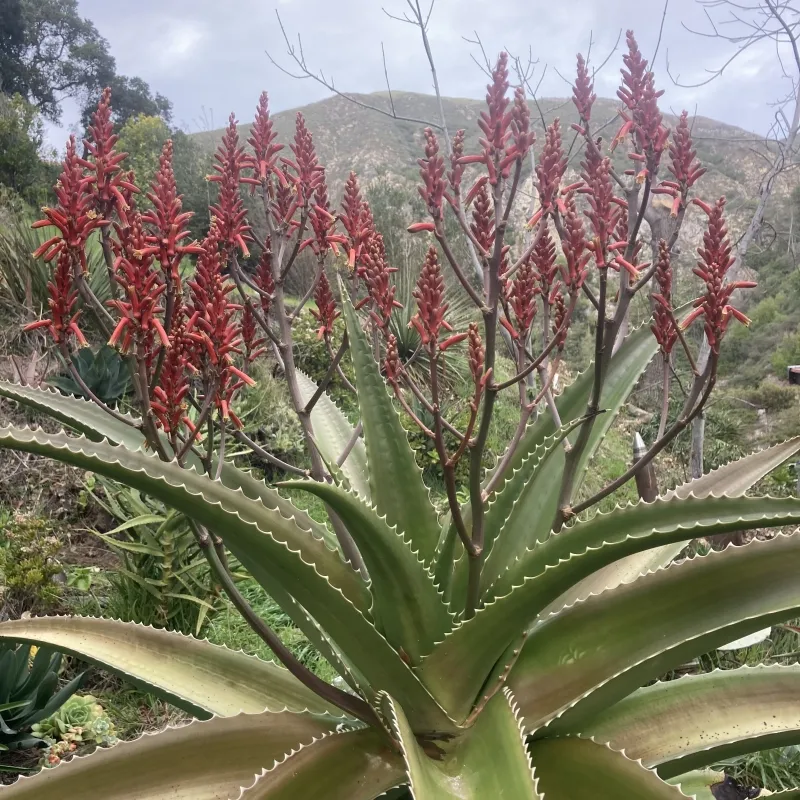 Aloe vaombe, foto 5