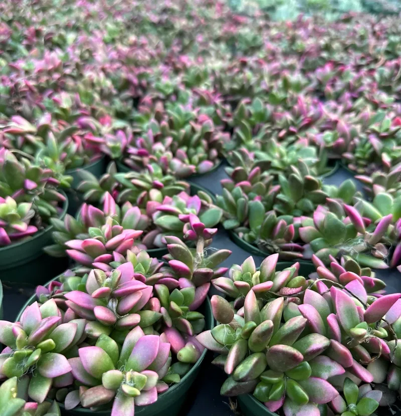 Anacampseros rufescens ‘Sunrise’