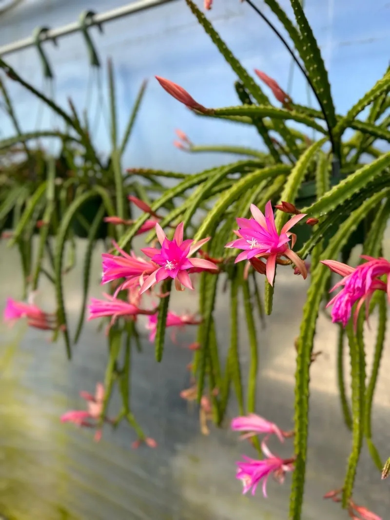 Aporophyllum x, foto 2