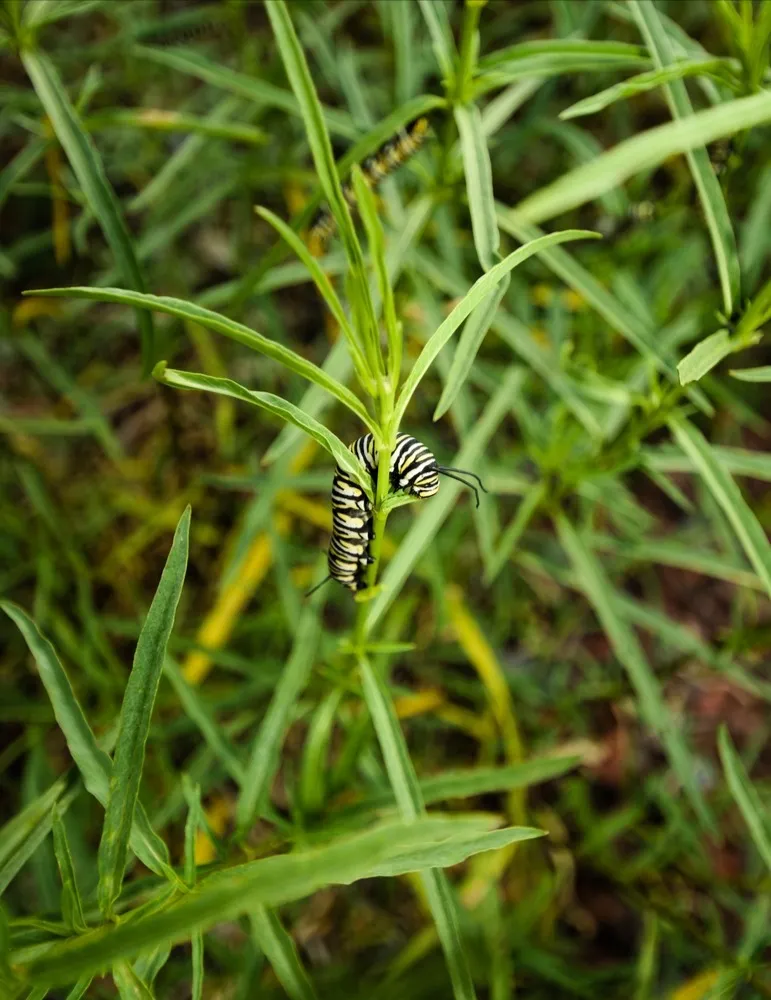 Asclepias fascicularis
