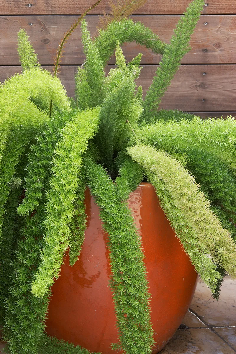 Asparagus densiflorus ‘Myers’
