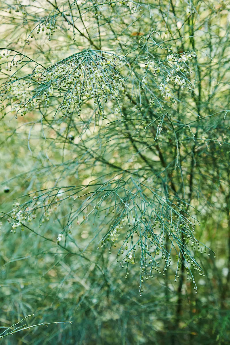 Asparagus virgatus