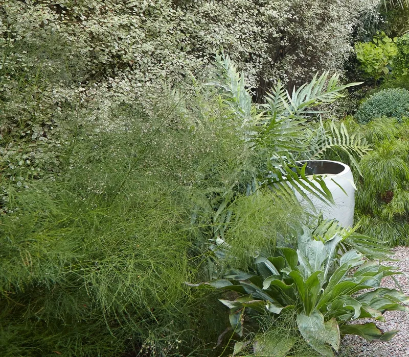 Asparagus virgatus, foto 2
