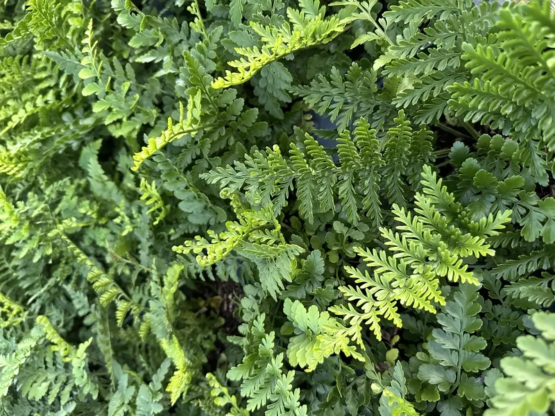 Asplenium ‘Austral Gem’