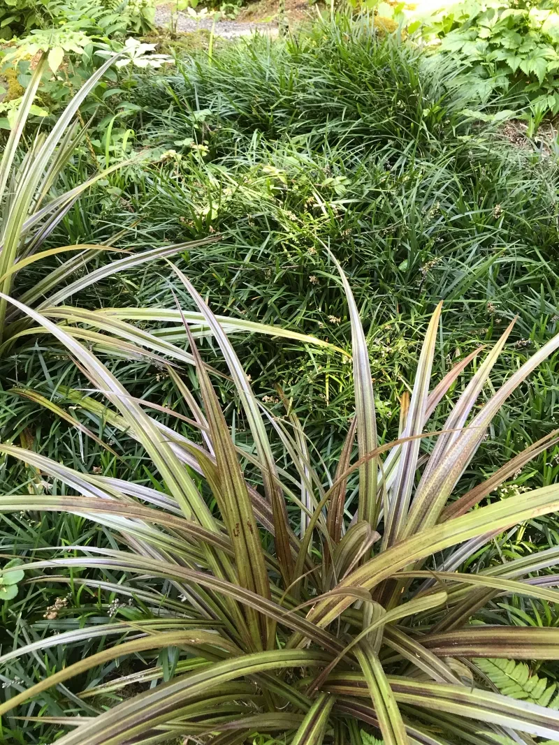 Astelia nivicola ‘Red Devil’