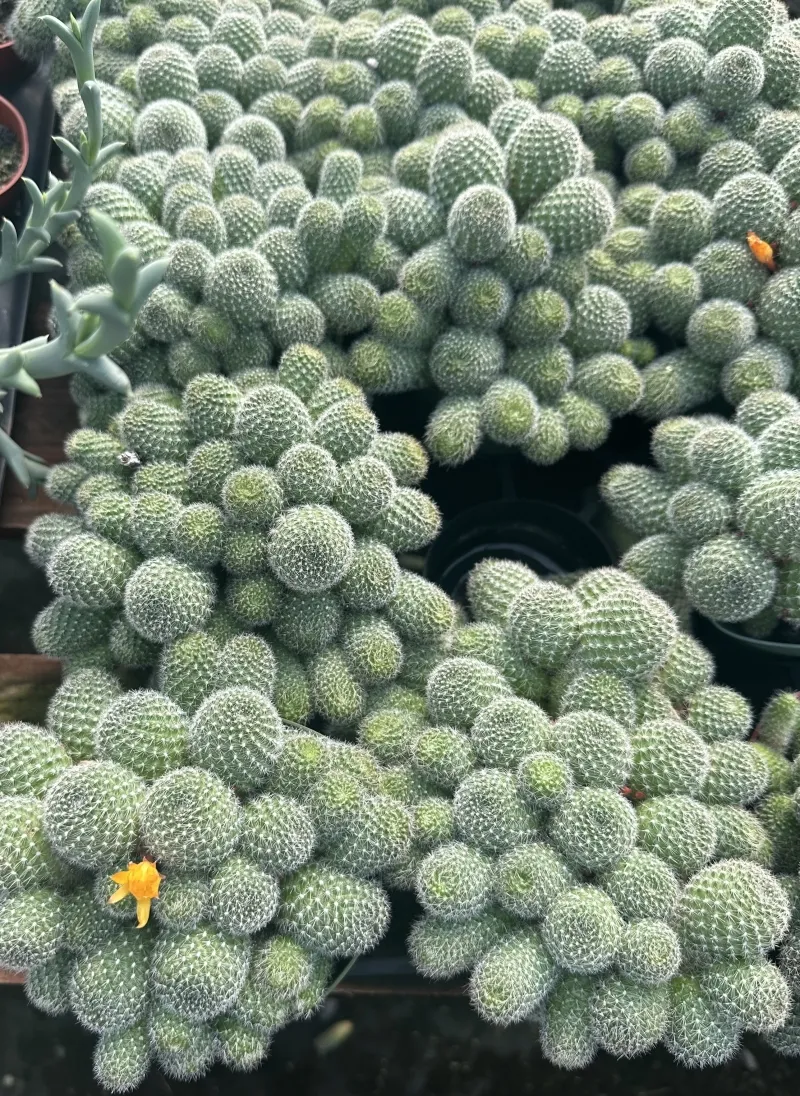 Aylostera deminuta ‘Sunrise’