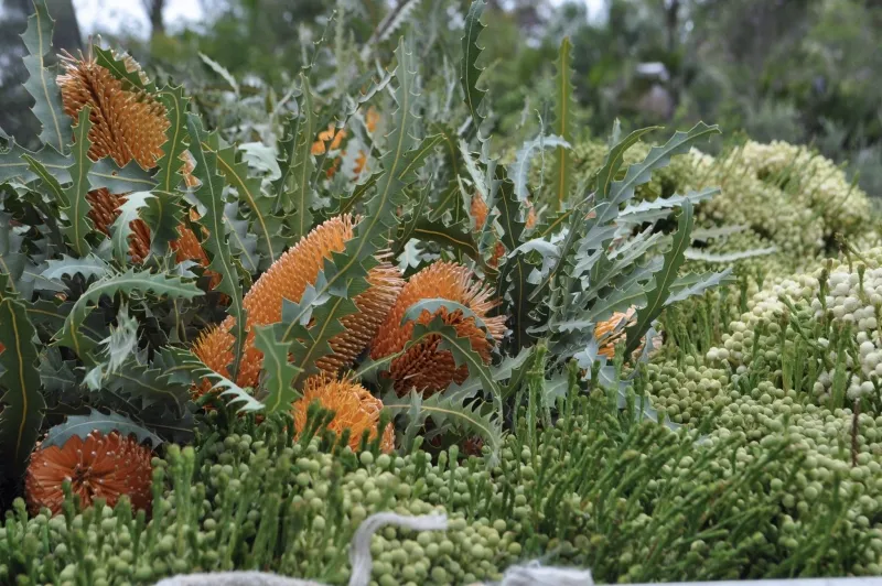 Banksia ashbyi, foto 2