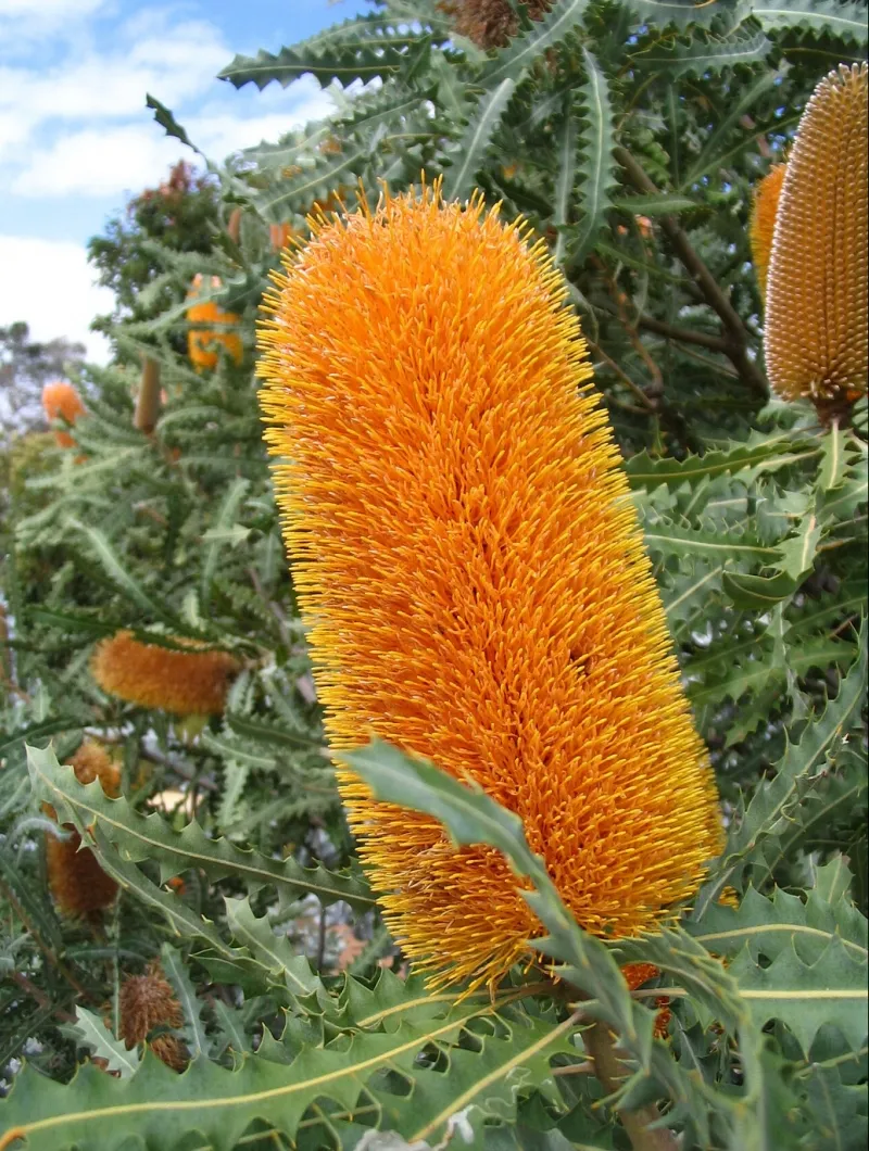 Banksia ashbyi ‘Dwarf’