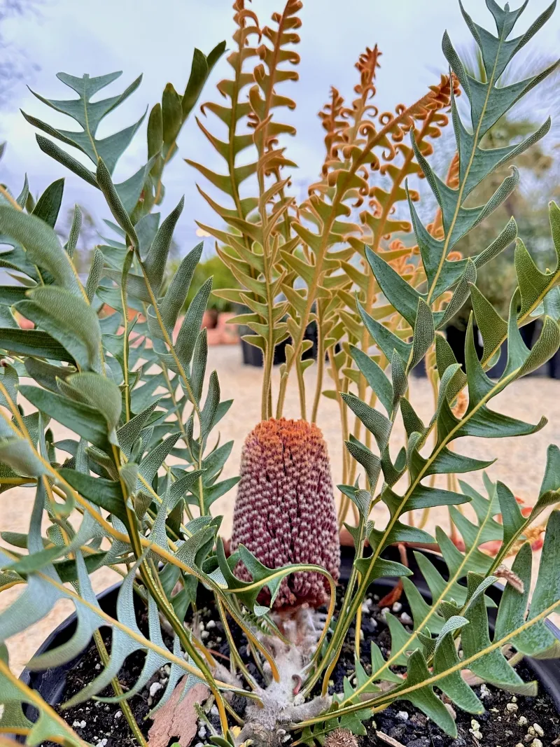 Banksia blechnifolia, foto 4