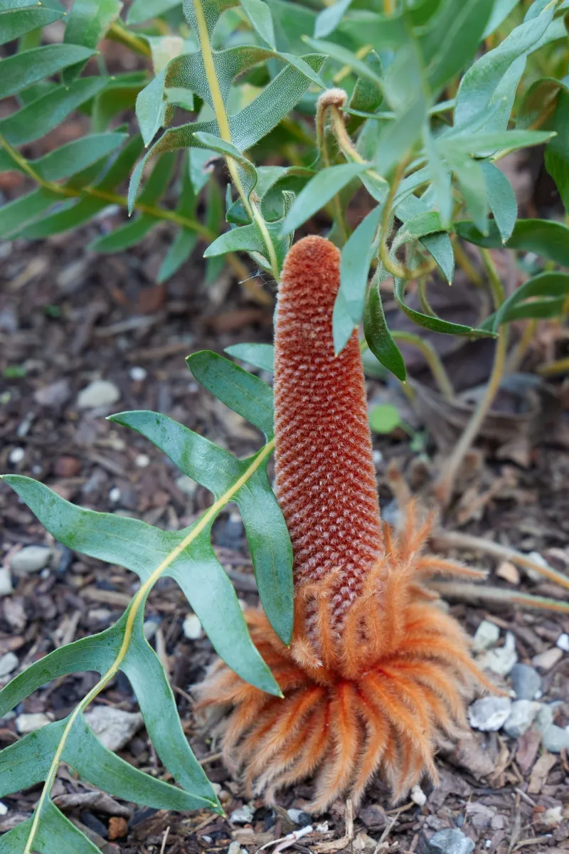 Banksia blechnifolia, foto 5