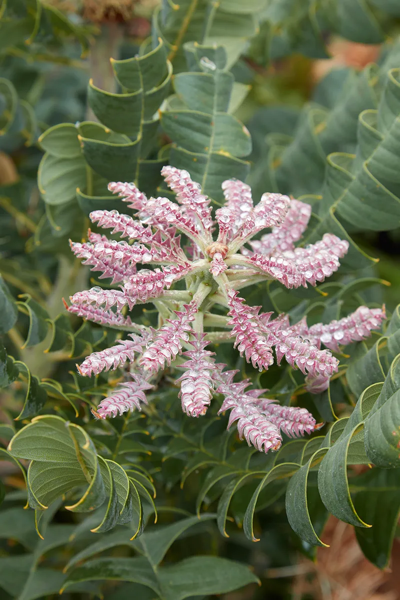 Banksia grandis, foto 2