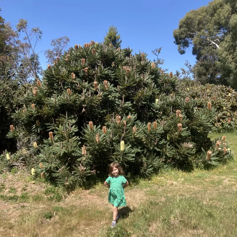 Banksia grandis, foto 3