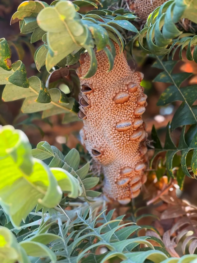 Banksia grandis, foto 4