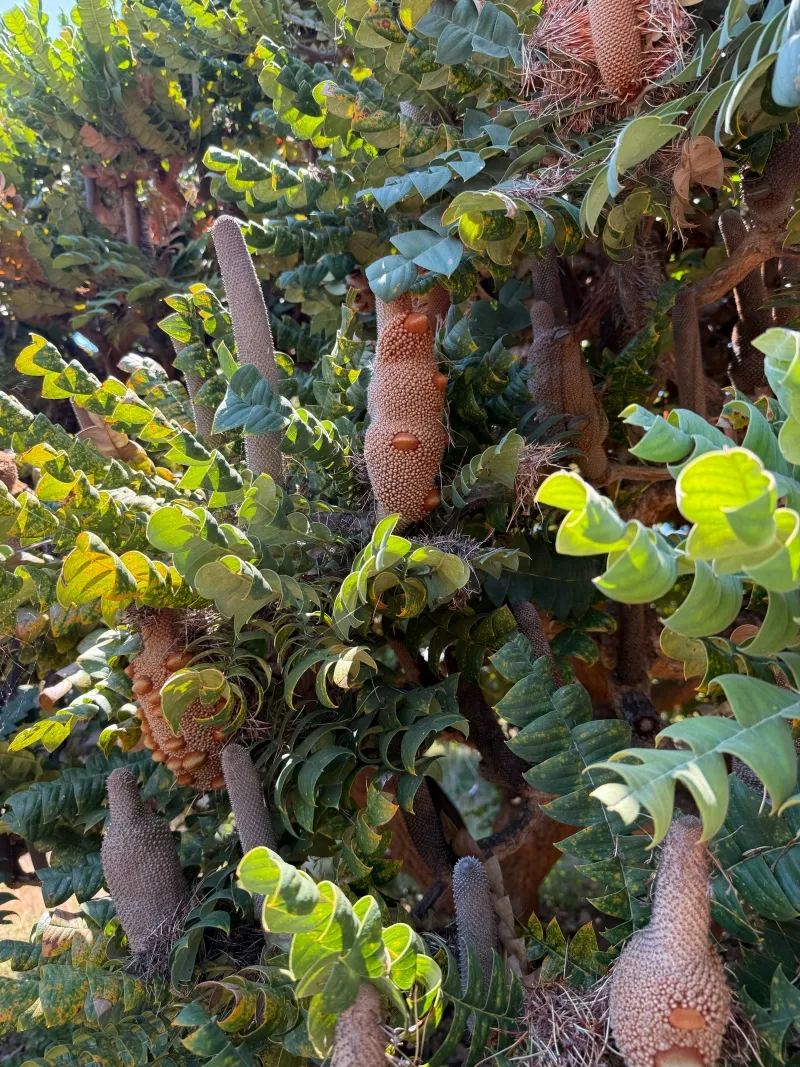 Banksia grandis, foto 5