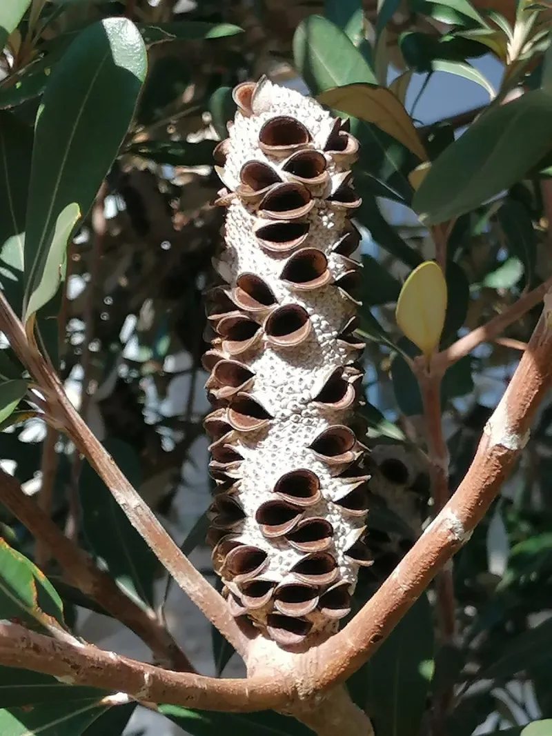 Banksia integrifolia, foto 2