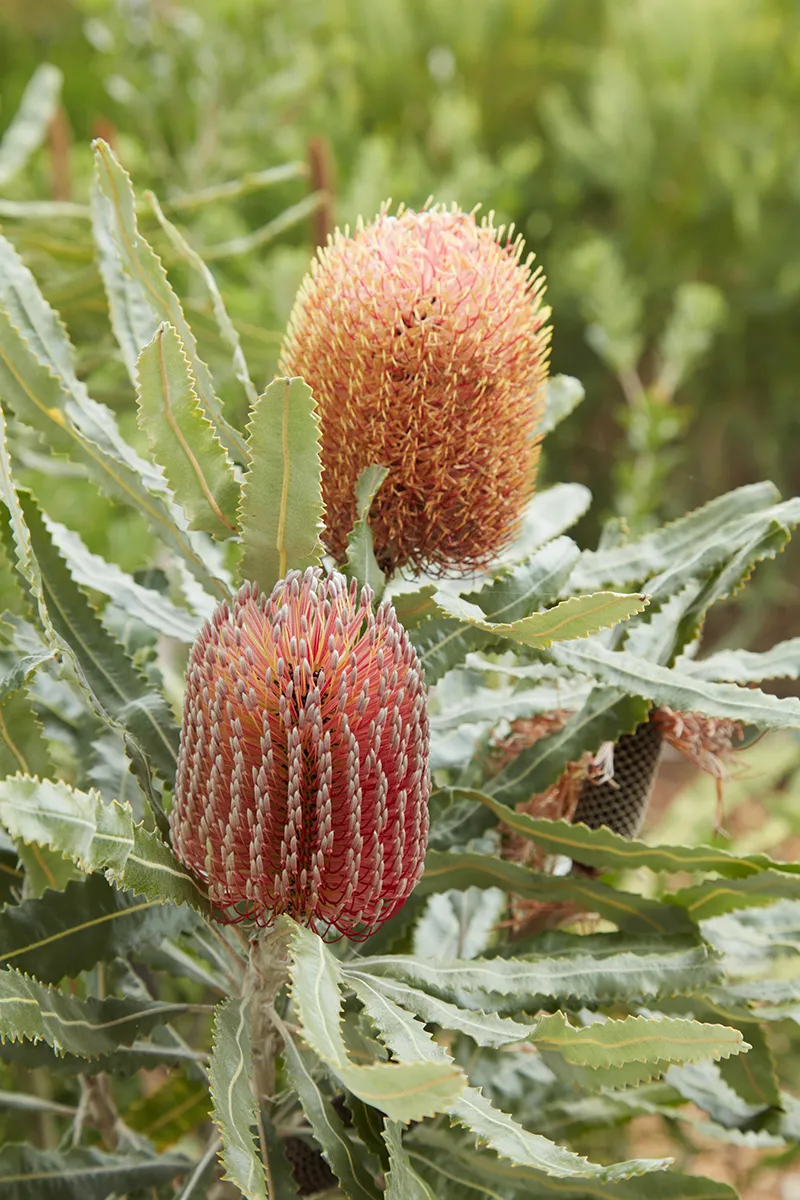 Banksia menziesii, foto 2