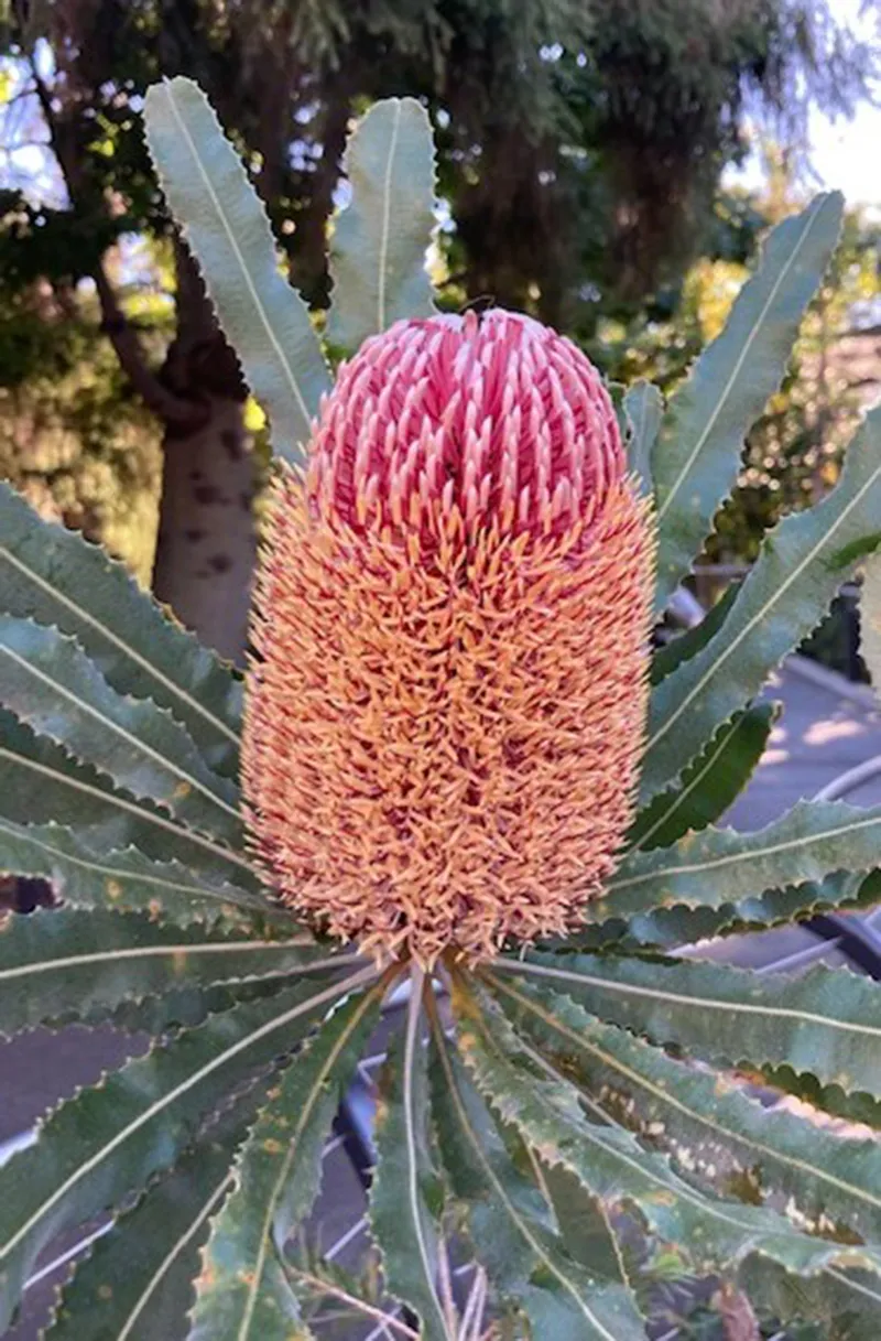 Banksia menziesii, foto 3