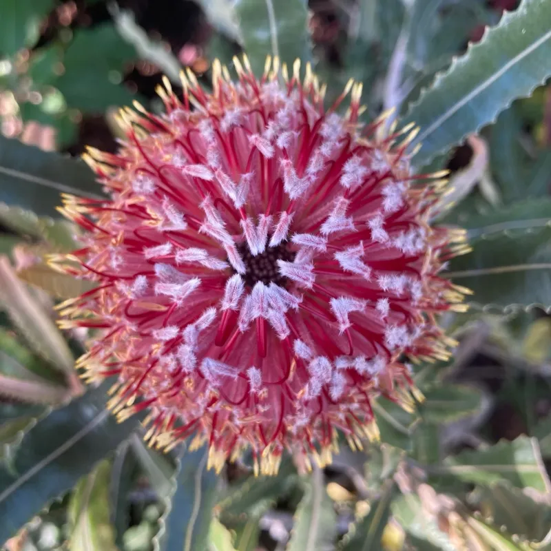Banksia menziesii ‘Dwarf’