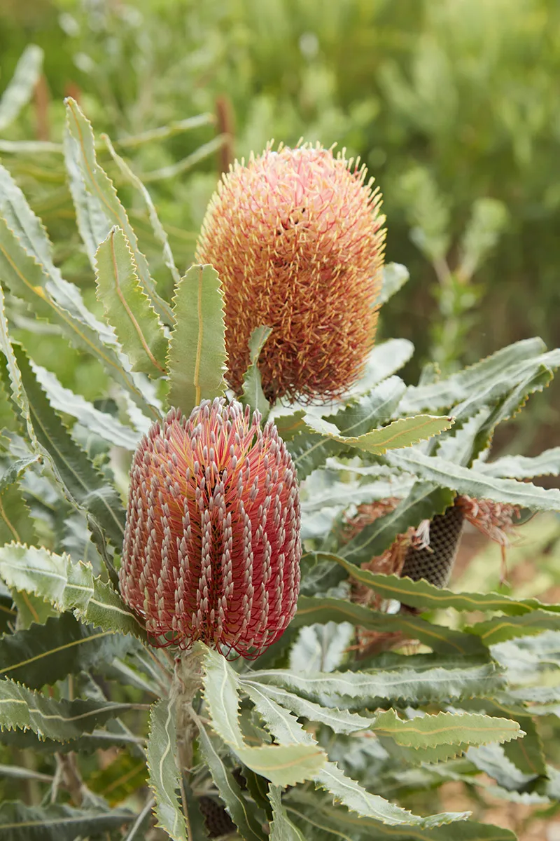 Banksia menziesii ‘Dwarf’, foto 2