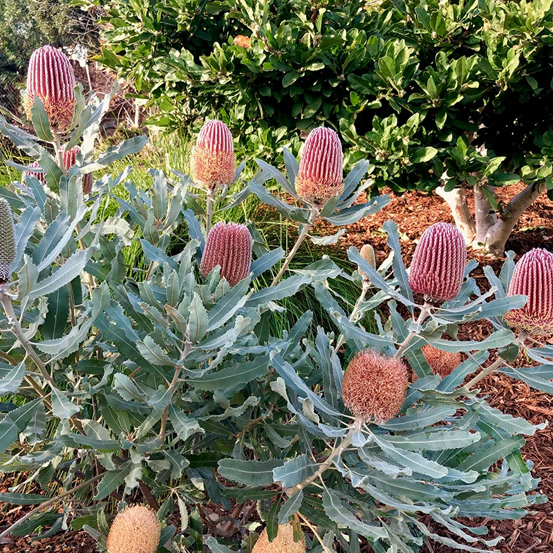 Banksia menziesii ‘Dwarf’, foto 3