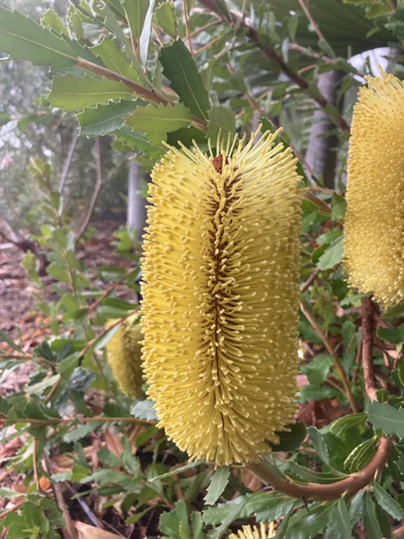 Banksia praemorsa, foto 2