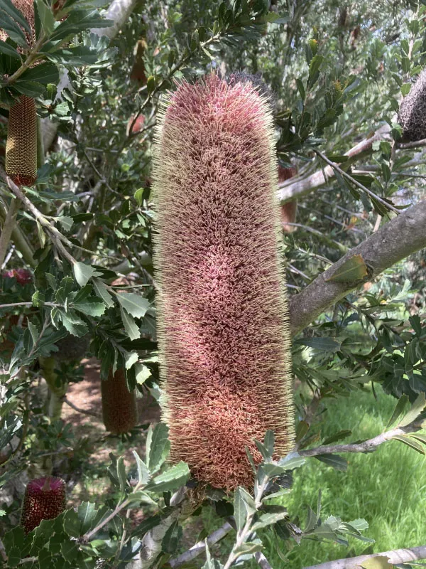 Banksia praemorsa ‘Red’
