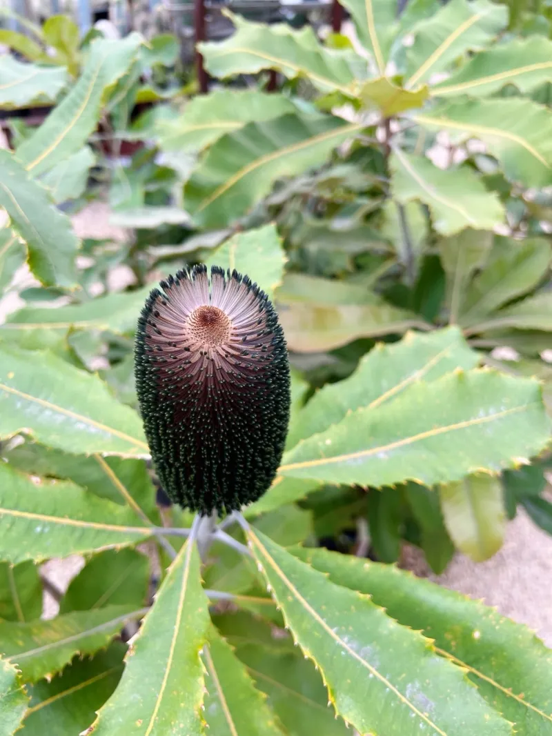 Banksia robur, photo 2